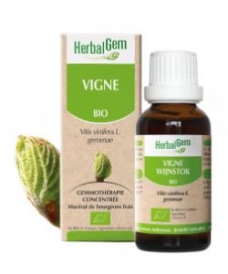 Vigne (Vitis vinifera) bourgeon BIO, 15 ml